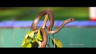 Trại Rắn Đồng Tâm – Nơi nuôi dưỡng và bảo tồn hàng trăm loài rắn