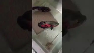 black tiger 🐯 Oscar fish breeding pair osco fish farm kerala #kerala #oscars