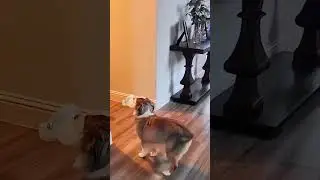 No tail No problem😅Dogs Flexing their butt wiggle