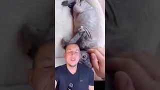 Подобрал собаку на улице