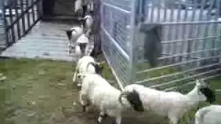 sheep running banter