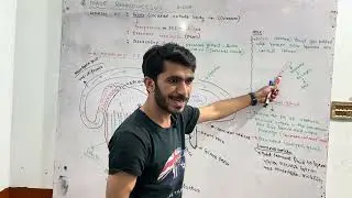 MALE REPRODUCTIVE SYSTEM 