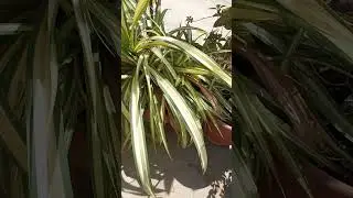 Beautiful two color plants shorts #.