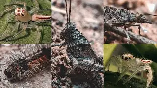 Insects Macro Photography ⚡ Mobile Photography