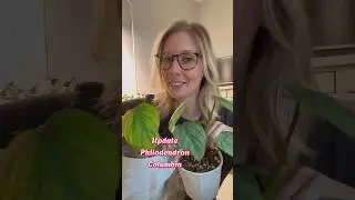Update on my Ecuagenera Import, Philodendron Columbia. #update #import #plants #shorts