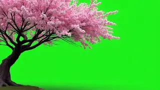 Cherry Blossom Tree Green Screen | Download Sakura Tree Video Free