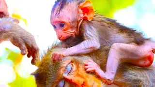 Peaceful Nursing Moment as Mom Lies Down to Comfort Baby Monkey