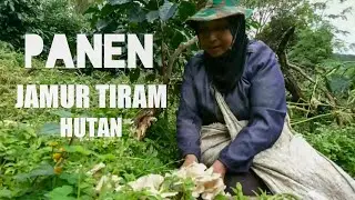 PANEN JAMUR TIRAM HUTAN DI TENGAH KEBUN KOPI