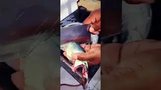 Fish 🐠 farai