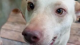 cute rescued dog || PULOT the ASPIN DOG  #shorts #aspindog #aspin #aspinlover #savingmemories