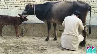 Jersey Friesen Cross Cow For Sale In Pakistan 03001921999 Geo Animal TV 30 January 2026