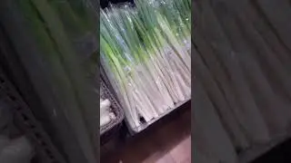 Fresh vegetables packing in Japan