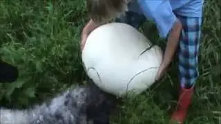 Giant puffballs