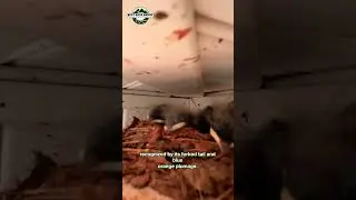 Georgia Barn Swallows #barnswallow #georgia