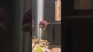 Typical snail behavior. #snails #purple #mysterysnail #shorts #aquarium