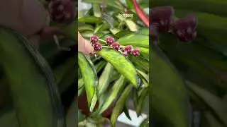 Хойя Wayetii tricolor зацвела!