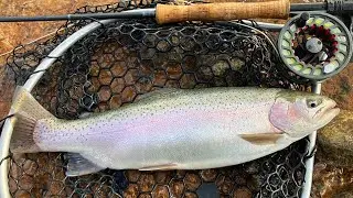 RAINBOW TROUT TACOS!! (Catch & Cook)