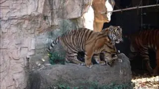 2017/04 仔トラ基地にも入りますSmatran Tiger brothers  in ズーラシア
