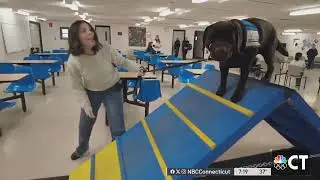 Sunny the service dog brightens spirits NBCCT 02 07 2024