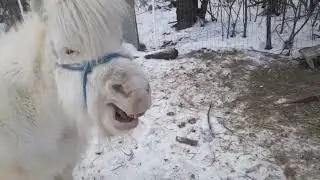 Miniature Horses - Using Hay Cubes, Pellets, or Haylage as Forage