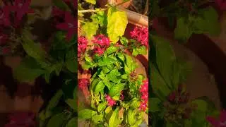 #trending #shortvideo #beautiful #flowers #indian #garden