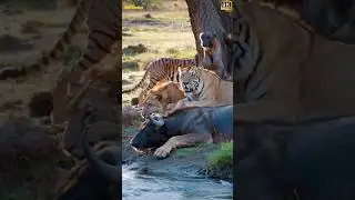 Wild Yak, Colorful Lion, and a Strange Creature from a Tree! #Wonders #UnbelievableScenes