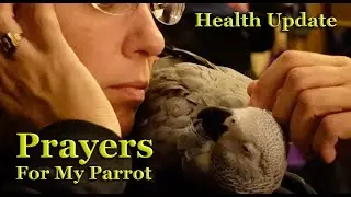 Prayers for Louis the Pretty Bird&trade; &ndash; Avian Vet Diagnosis [Parrot Health]