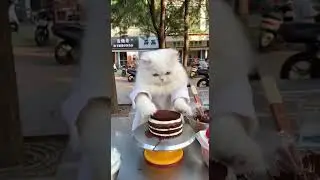 Street Food: A Persian Cat selling Opera Cake at Forest Pine Sap Clearing