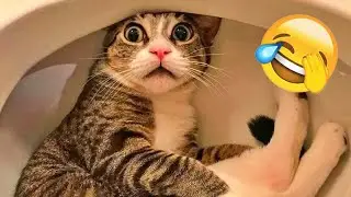 You Laugh You Lose😜Funniest Dogs and Cats 2026😺🐶
