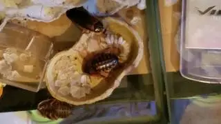 Dubia Roach giving birth