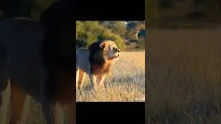 The lion's king roaring growling loud world famous #lionroaring #shortsfeed #shorts