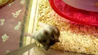 My Hamster