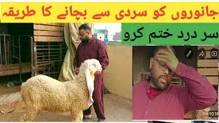 How To Protect Animals from could| Janwron ko sardi se Kisa Bachya jhya|2025 rats Animals #cowmandi