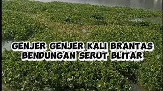 Genjer sungai brantas ( PLTA Lodoyo di Serut Kanigoro Blitar Kabupaten  )