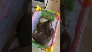 Friendly twins. #rats