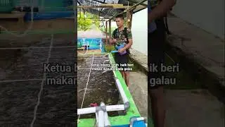 Ketua bilang, lebih  baik beri makan ikan daripada galau