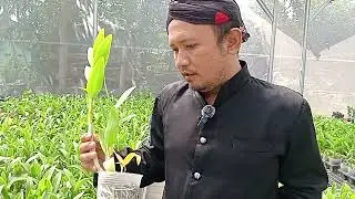 PROMO PAKU (PAKET KUNING) PAKET 140.000, ADA KRITINGNYA ADA YANG WANGI JUGA