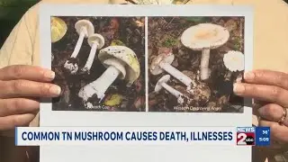 Common TN mushroom causes illnesses and death