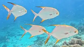 Benthic feeding: Golden Pompano (Trachinotus blochii) Snubnose dart, Golden pomfret in 4K