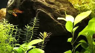 Select-Breeding Endler's livebearers 12-30-25
