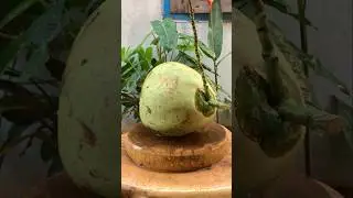 Satisfied green coconut cutting #asmr #fruit