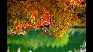 Vivaldi - Concerto for flautino in C major, RV 443 - Anna Fusek