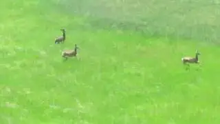 deer at Pronghorn hill
