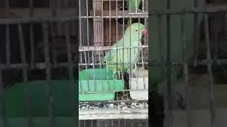 Ring neck breader pair #viralvideo #viralreels #video #mithu7