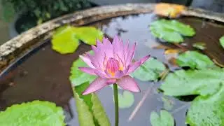Gentle Touch of Lotus Flower | Calm Nature & Peaceful Moments