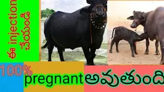 chorulon uses in telugu repeat breeding treatment