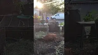 Piggy Red Piglet Willbered #eating