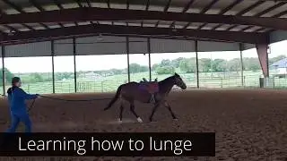 Adult Beginner Riding Lessons - 1st lesson, lunging for the first time
