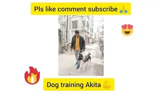 Akita Dog 🐕 akita basic obedience dog training #viral #dogtraining pls like comment subscribe 🙏💖