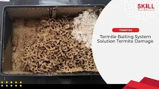 Termite Baiting System, Solution Termite Damage